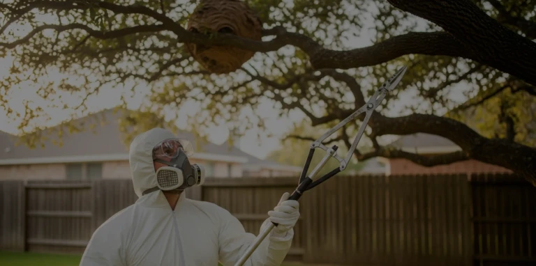 Un professionnel en tenue de protection inspecte un nid de frelons en hauteur avec un outil spécialisé.